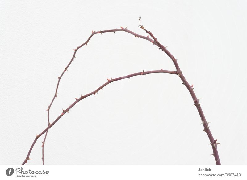 Curved branch of a rosebush in front of a white wall Twig rose bush flexed Bleak Wall (building) White prickles bows Plant isoliet Autumn Winter sharpen Fork