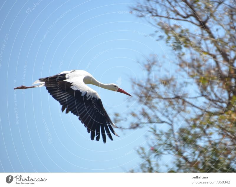 closing time Environment Nature Sky Cloudless sky Spring Summer Beautiful weather Tree Bushes Animal Wild animal Bird 1 Flying Stork Black White Colour photo