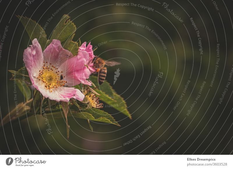 Bienchen in wilder Rose rose wildrose Nature Biene; bee; Apiformes Summer