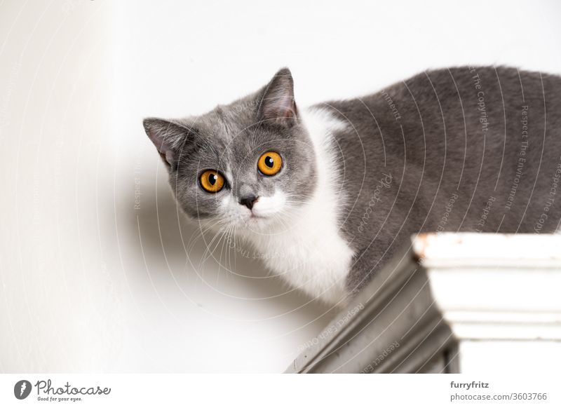 young curious british shorthair cat on white cabinet Cat pets purebred cat British shorthair cat Fluffy Pelt feline high up Closet timid elevated vantage point