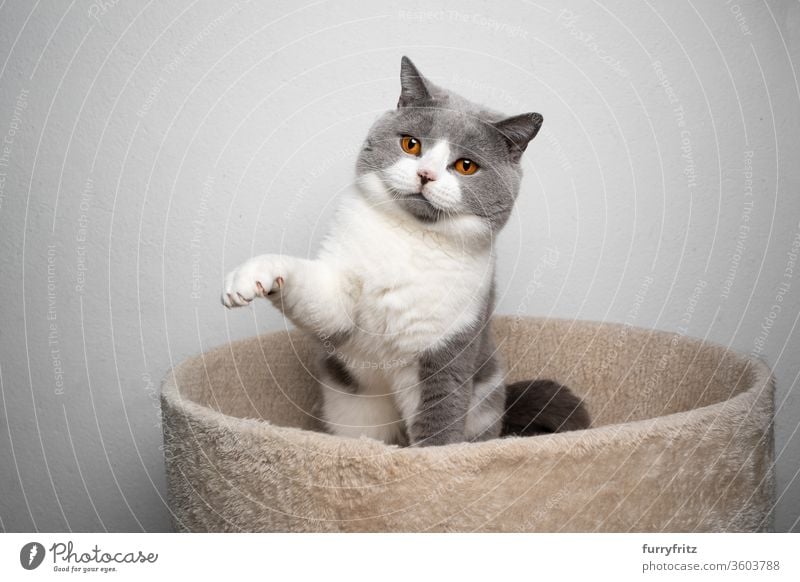 playful blue white British shorthair cat lifts its paw Cat pets purebred cat Fluffy Pelt feline White One animal Playful Playing indoors lifting paw Blue Gray