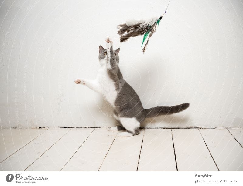 young playful british shorthair cat playing with feather toys in front of a white wall Cat pets purebred cat British shorthair cat Fluffy Pelt feline White