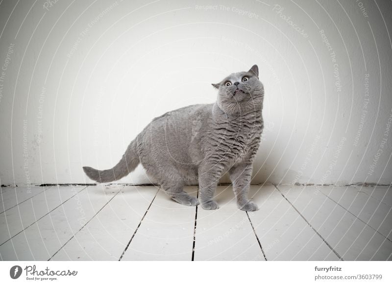 funny portrait of a blue British shorthair cat, who looks shocked Cat pets purebred cat Fluffy Pelt feline White One animal Funny funny face indoors Blue Gray
