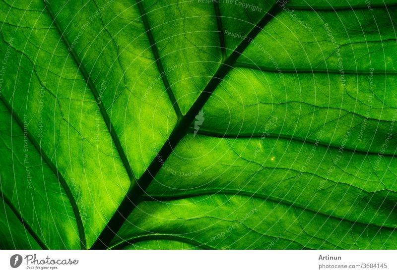 Cell Green Background Stock Photo, Picture and Royalty Free Image