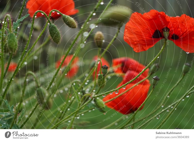 poppies Poppy Poppy blossom poppy flower flowers bleed Blossoming Flowering plant heyday Summer Red Nature Plant spring Colour photo Exterior shot green