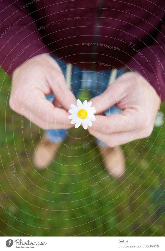 Men hands holding a beautiful daisy flower nature white plant green spring summer bloom background floral yellow closeup grass love natural beauty blossom field