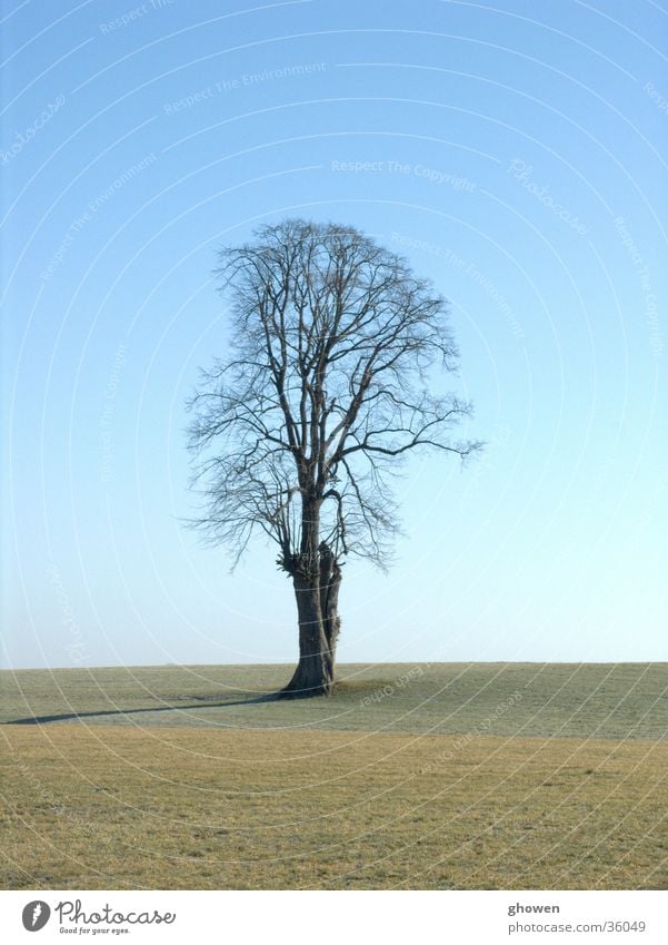 Tree before sky Meadow Tree. winter Sky Branch