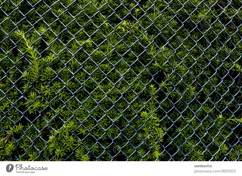 Thuja with wire mesh fence Branch Relaxation Garden allotment Garden allotments Deserted Nature Plant tranquillity Garden plot shrub Copy Space thuja Hedge