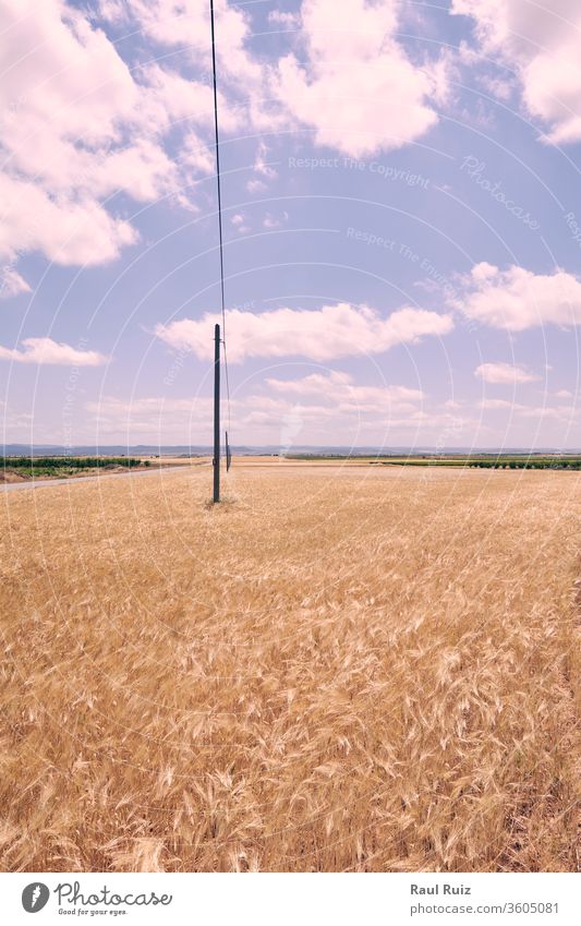 Wheat fields bathed in the sun before harvest yellow gold seed crop summer countryside rural cereal grain blurred flora bread autumn sunlight outdoor colorful