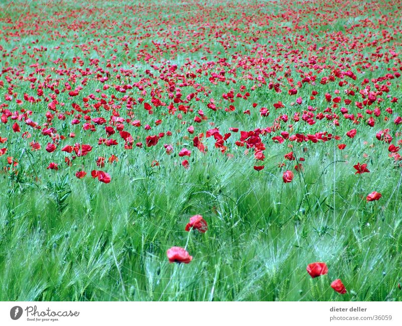 Poppy in the field Field Meadow flower Red Green Summerflower Infinity undulating grass