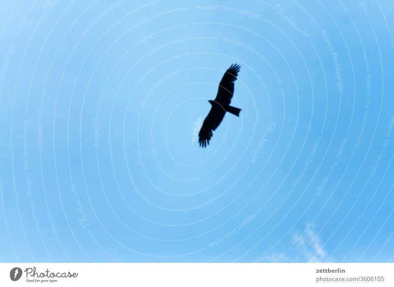 Hen Harrier or Black Kite Dike Elbe Flying flylide Worm's-eye view Bird of prey Sky Historic Flood flood protection Hunting hunting landscape conservation
