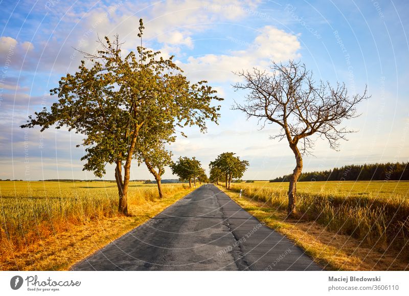 Rural road among crop fields at sunset. nature sky journey sunrise trip way asphalt empty rural scenic country tree scenery nobody drive landscape countryside