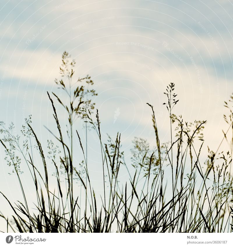 Grasses in front of the sky on retro grasses Nature Deserted Exterior shot Plant Colour photo green Meadow Day Shallow depth of field Close-up Environment