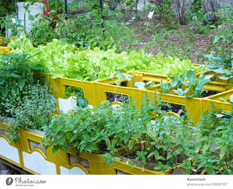 A city garden of beverage crates with lush salad and herb plants. Earth Garden Bed (Horticulture) raised Beverage crates Seedlings Sprout wax Growth Vegetable