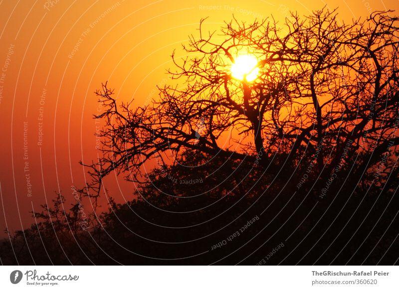 After the Sunset Vacation & Travel Far-off places Safari Summer Nature Landscape Sunrise Beautiful weather Hot Bright Yellow Gold Orange Black Moody Happy Tree