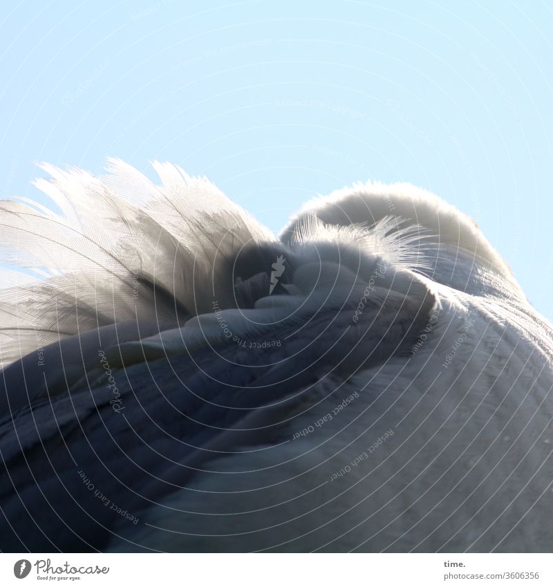 fur care Seagull Sit Sleep Sky sunny Shadow plumage feathers windy Wind tranquillity Break relaxation Relaxation silent Grand piano Considerate Coat care