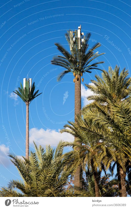 Mobile phone masts with mobile phone antennas disguised as palm trees. 4G, 5G, LTE mobile antennas 5g palms Creativity Camouflage mobile web Mobile phone palms
