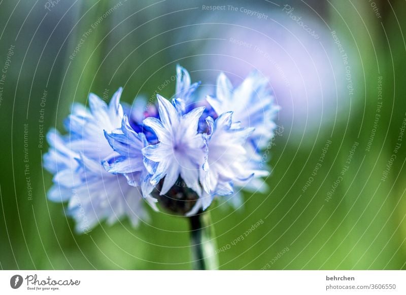 Thank you... Blue light blue Cornflower Summer Sunlight Plant Exterior shot Colour photo Beautiful weather Summery Warmth Meadow Close-up Detail Deserted Day