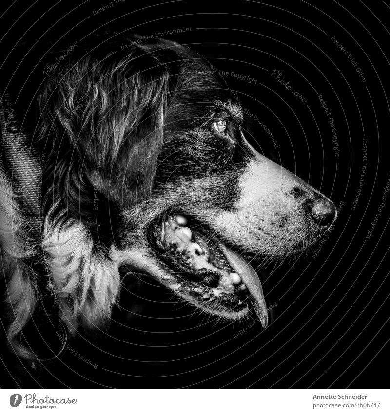Dog Portrait Forward Animal portrait Isolated Image Black White Pet