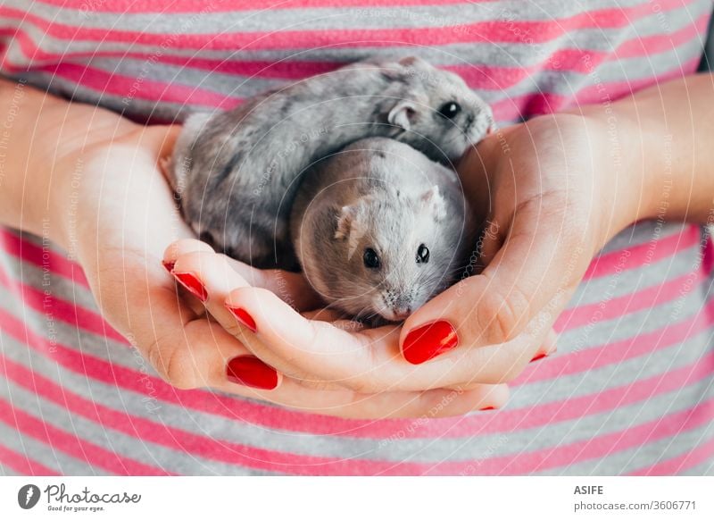 Couple of dwarf hamsters in girl hands child pet animal Russian hamster playing two holding fun love gray couple childhood lifestyle kid children friends