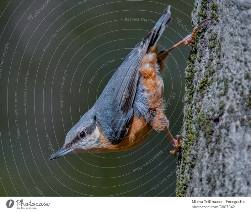 Nuthatch upside down on tree trunk Eurasian nuthatch Sitta Europaea birds Animal face Head Beak Eyes Grand piano Feather Plumed Claw hang Observe Looking