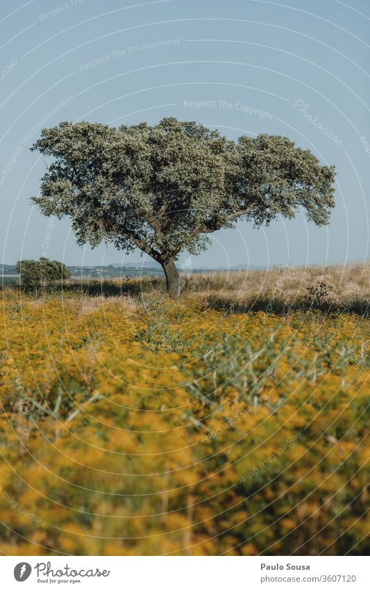 Oak Cork tree Oak tree oak Cork oak Tree Alentejo Portugal Summer Nature Oak leaf Green Deserted Environment Exterior shot Colour photo Growth Day Sunlight
