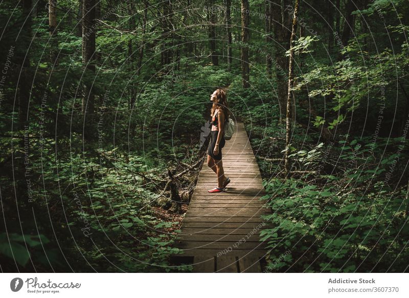 Female traveler on wooden path in forest woman explore joy weather la mauricie national park quebec canada female backpack lumber green nature tree adventure
