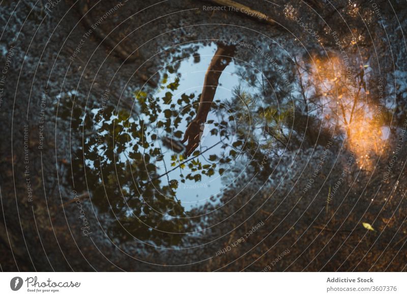 Reflection of hand in puddle in forest water reflection ground wet tree branch national park la mauricie quebec canada arm calm nature tranquil serene peaceful