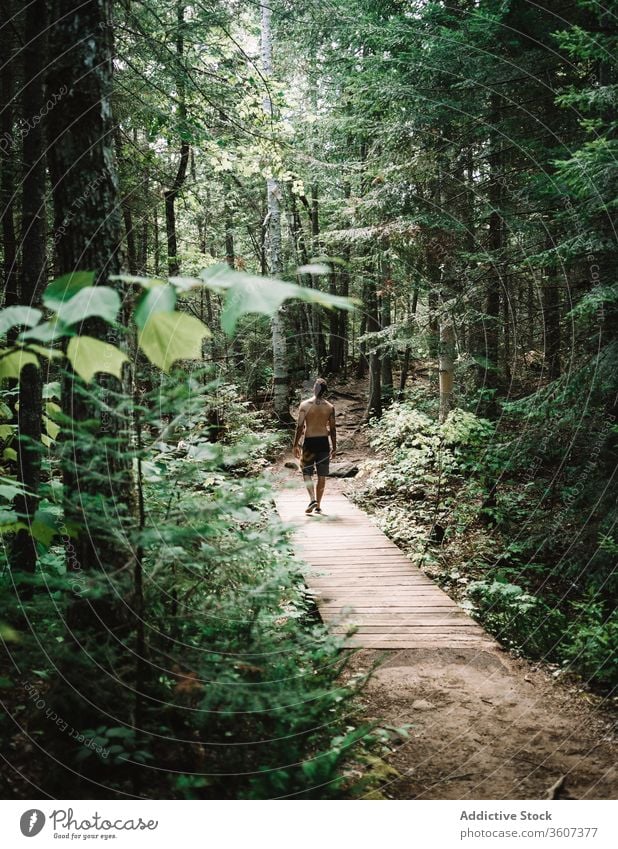 Male traveler on wooden path in forest man explore joy weather la mauricie national park quebec canada lumber green nature tree adventure journey hike trekking