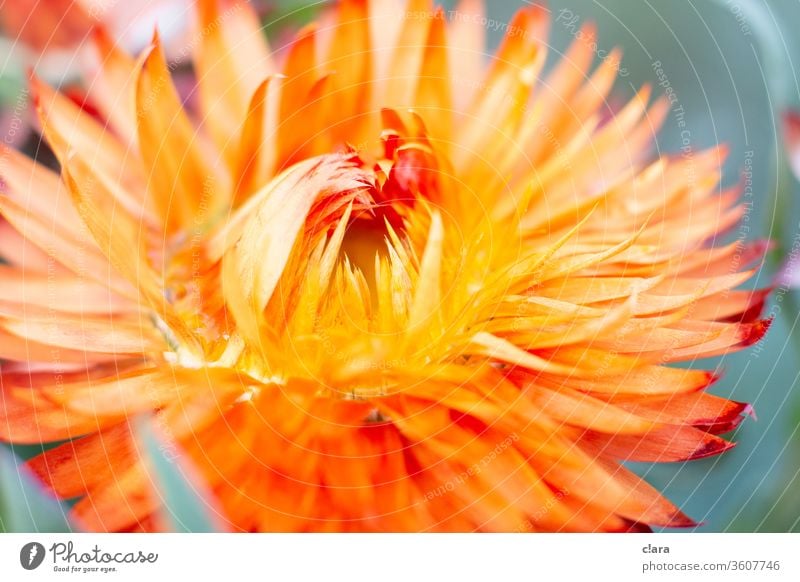 dried flower Dried flower Orange Yellow bleed Close-up Plant flowers Dry Close up flower