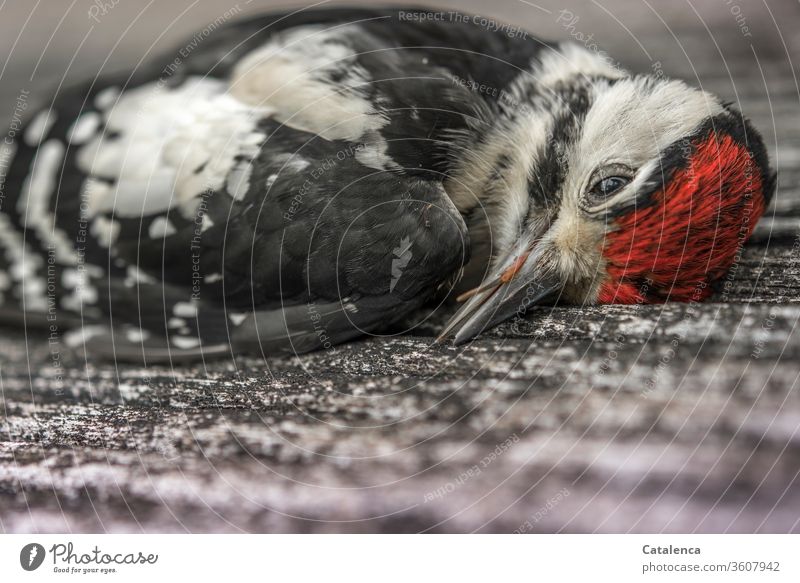 A dead Pivert fauna Animal Bird Woodpecker Spotted woodpecker Wild animal Animal portrait Death deceased transient Grief feathers Change Red White Black Gray
