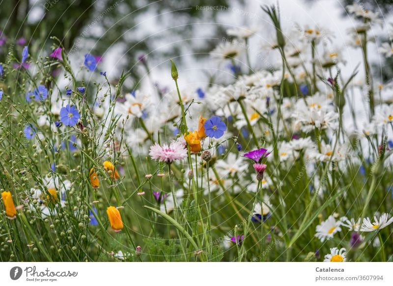 A colourful flower meadow wild flowers Meadow Nature Plant Flower Blossoming Spring Garden Flower meadow naturally fragrant Green Blue Orange Pink Linen