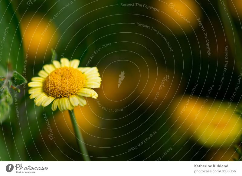 A yellow, daisy flower blooms against a deep green background in a summer flower garden. chamomile asteraceae Flower Bloom Blooming Blossom Daisy Natural Nature