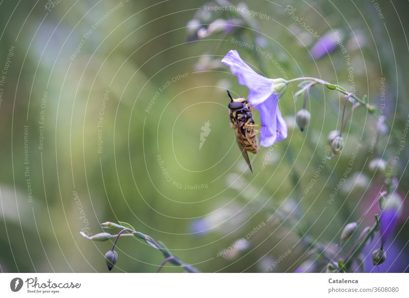 The hoverfly rests on a flower of the linen Nature flora Plant Linen Flax Blossom Insect Animal To feed blossom fade Brown Green purple Garden Summer Day