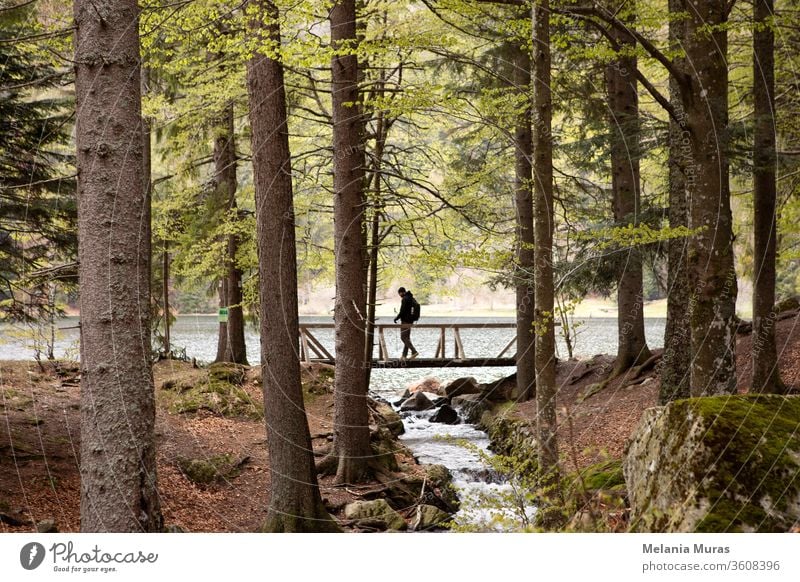 Dark silhouette of man walking through the wooden bridge in the forest. Mountain lake and stream. Hiking in forest. Natur park hiking trail. Black forest. Schwarzwald, Germany.
