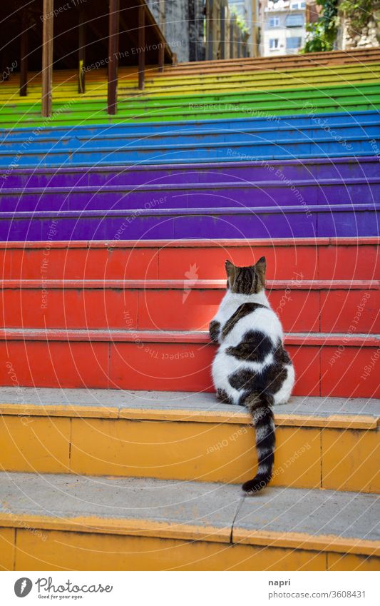 Päuschen | Back view of a fat cat on one of the rainbow stairs in Istanbul. Cat stagger variegated Steep Upward Challenging Tall take a break focused Sit Effort