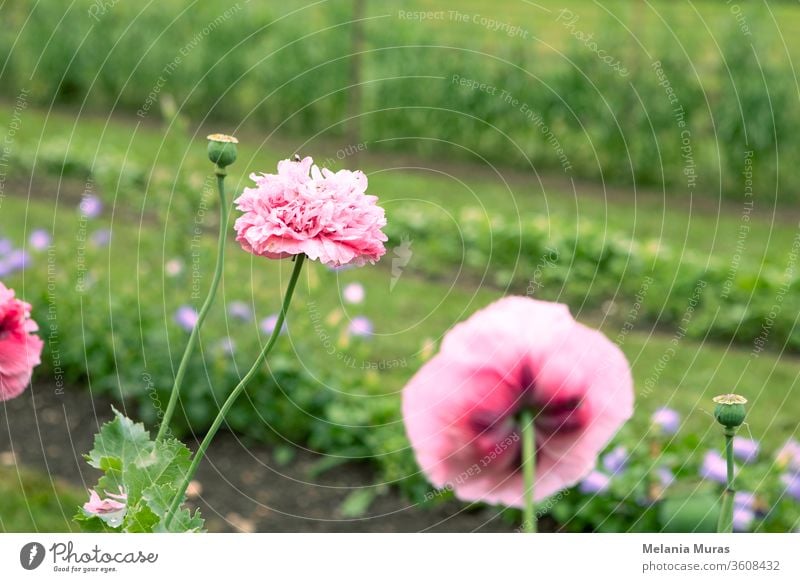 Pink poppy flowers in the garden. background beautiful beauty bloom blooming blossom blossoming botanic botany bright closeup color colorful copy space delicate