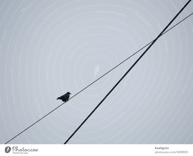 A crow sits high up on one of two crossing wire ropes Crow Wire cable birds Raven birds Sky Animal Flying Exterior shot Black Gray Deserted Air 1 Colour photo