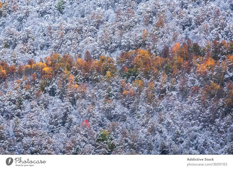 Autumn trees with snow in forest autumn hill cold nature picturesque weather slope environment season landscape tranquil countryside scenic fall peaceful serene