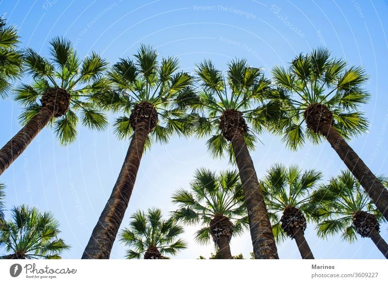 palm trees background old summer sky travel blue nature vacation style landscape southern outdoor scenic sunlight tropical holiday tourism athens garden