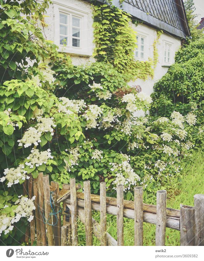 always on the wall long House (Residential Structure) Facade Window Plant Fence Hydrangea Hydrangea blossom leaves bleed Blossoming spring Slate rural Idyll
