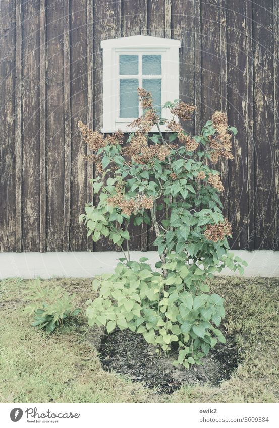 Withered Plant Faded shrub lilac spring bleed leaves House (Residential Structure) wood Old Facade Window Simple Meadow Transience Past Exterior shot Deserted