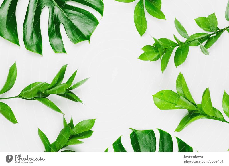 Flatlay with philodendron monstera leaves and green branches, white background, spring or summer background fresh floral blossom olive bay laurel nature plant