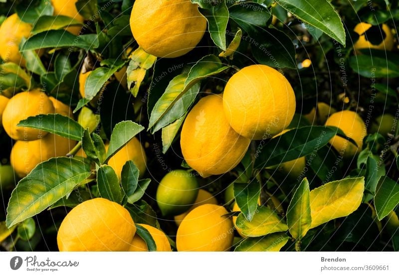 lemons on tree agriculture background big branch bright bunch citrus closeup color colorful crop cultivated foliage food fresh freshness fruit garden gardening