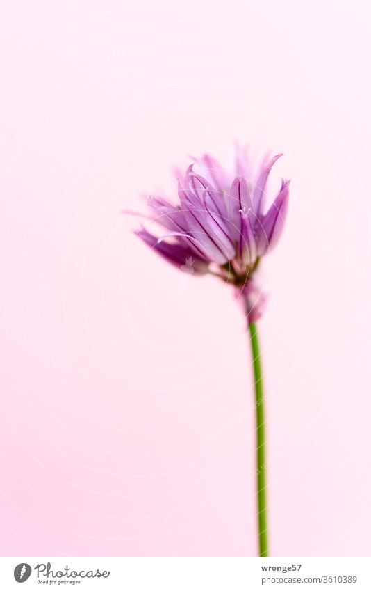 A blossom of chives against a pink background bleed Chives Pink flowers Nature Plant Neutral Background Colour photo Day Blossoming Deserted