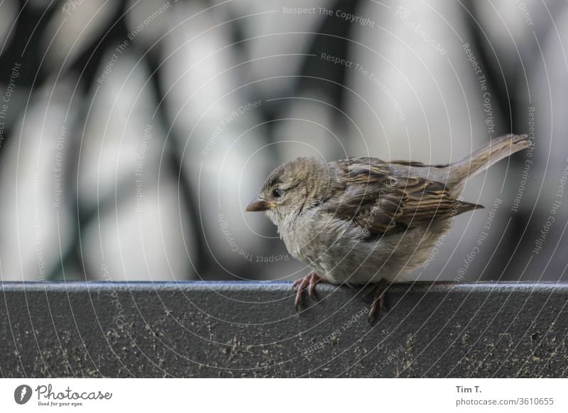 the young sparrow Sparrow birds Animal Colour photo Exterior shot Day Deserted 1 Animal portrait Shallow depth of field Environment Wild animal Nature