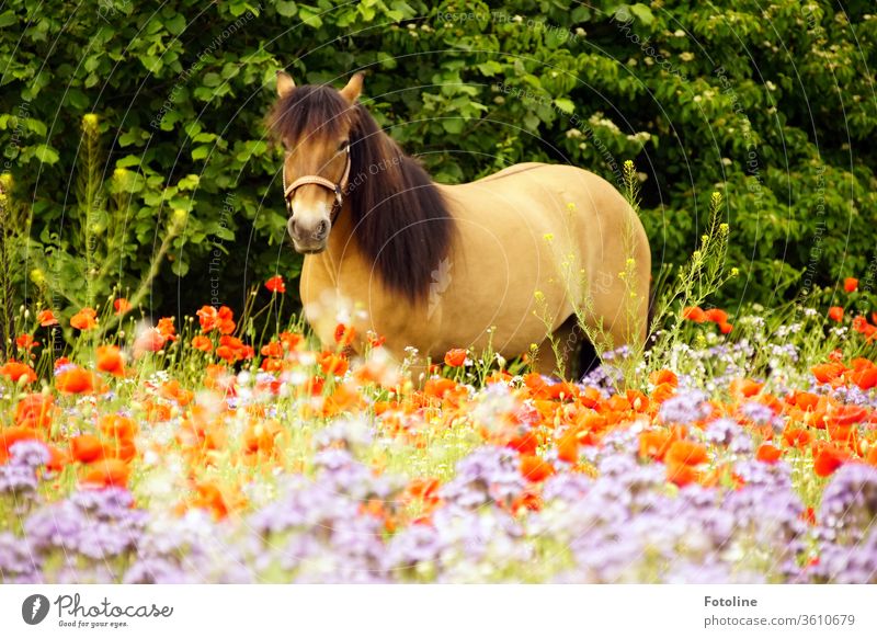 Mo(h)ntagspony - or a Scottish Highland Pony stands on a colourful flower meadow and looks at me curiously. Bangs breed Colour photo Wild Horse Environment