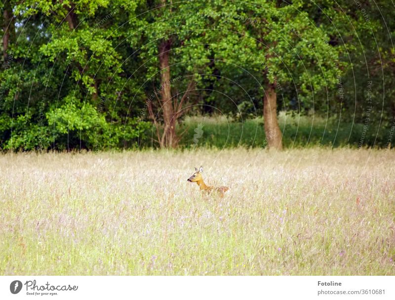 Bambi - or a deer stands in high grass and smells danger Roe deer Wild animal Animal Exterior shot Colour photo 1 Nature Deserted Day Environment natural Meadow