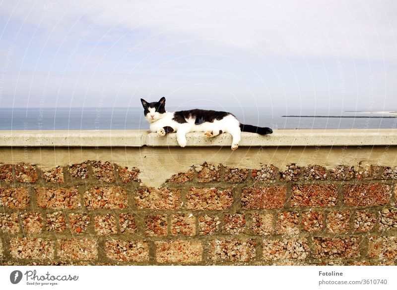 On the wall, waiting... - or a black and white cat lies on a wall by the sea and gets spoiled by the sun Cat feline pets Pelt One animal Fluffy White Outdoors