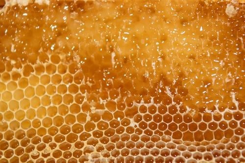 opened honeycomb with rape seed before spinning Bee-keeping Bee-keeper keep beekeepers Honey honey production organic farming ecologic Honey bee Food Healthy